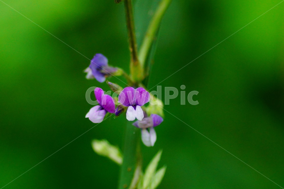 flower,꽃,plant,식물,blossom,식물,자연,plants,nature,꽃,flower
