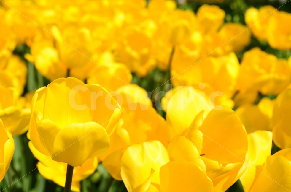 Tulip,festival,yellow,Wallpapers,flower