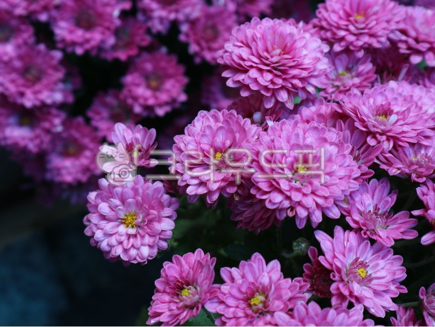 국화,가을꽃,autumnflower,mum,소국,flower,blossom