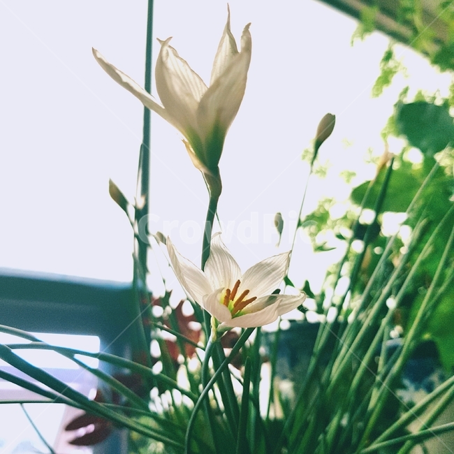 plant,식물,blossom,꽃,flower,샤프란,하얀색,식물,자연,plants,nature,꽃,flower