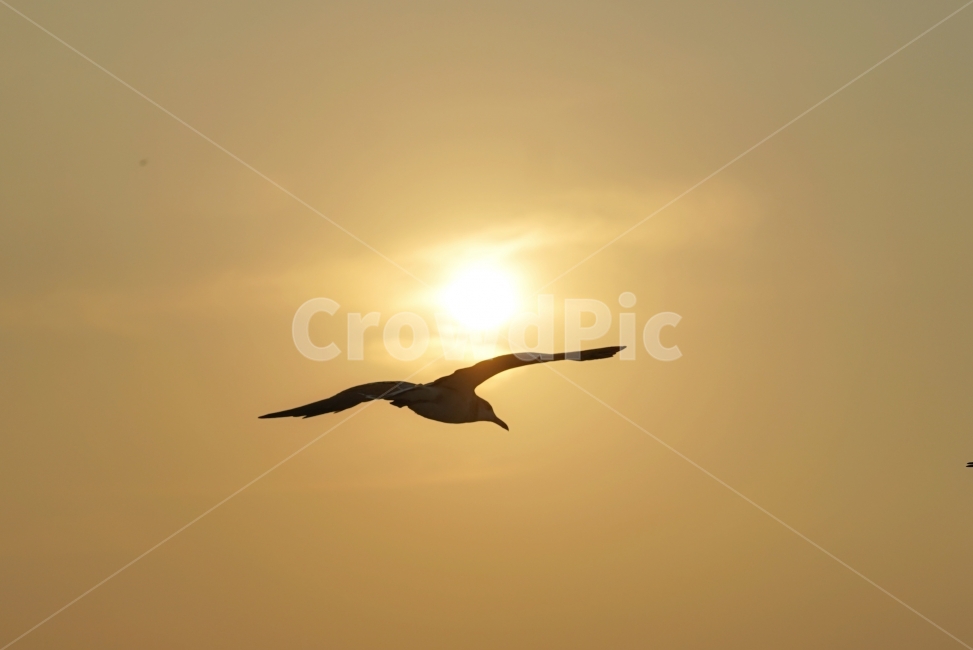 갈매기,외톨이,노을,한강,고독,동물,animal,조류,새,birds