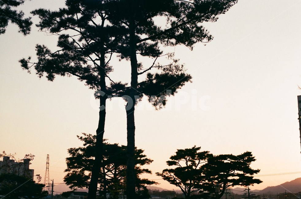 해질녘,나무,퇴근길,감성,마무리,자연,풍경,nature,landscape,tree,plant,식물,silhouette,실루엣