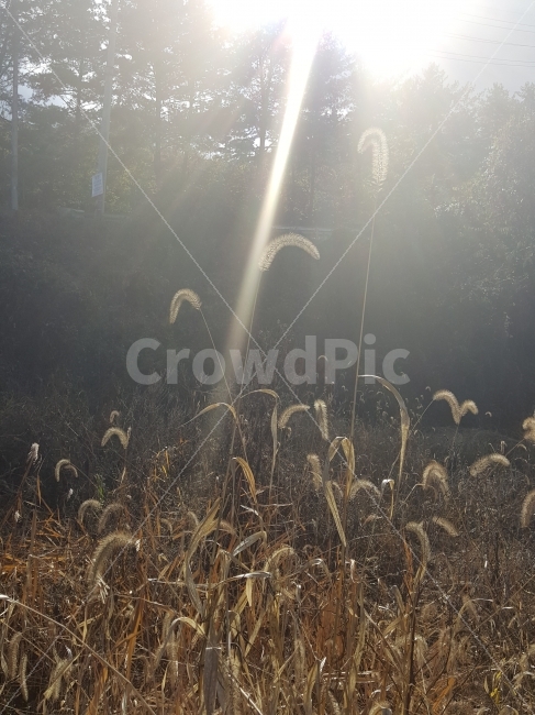 풍경,강아지풀,빛,광선,직선,식물,자연,plants,nature