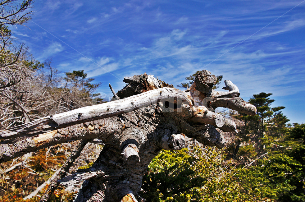 고사목,나무,쳔년목,숲,한라산,제주도,한라산국립공원,푸른하늘