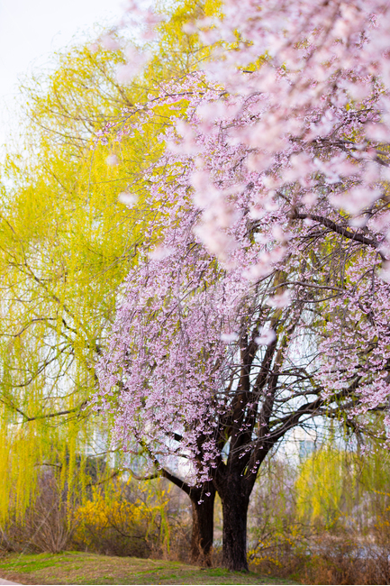 봄,벚꽃,벚나무,자연,풍경,꽃,식물,봄,계절,spring,season,자연,풍경,nature,landscape,plant,blossom,flower