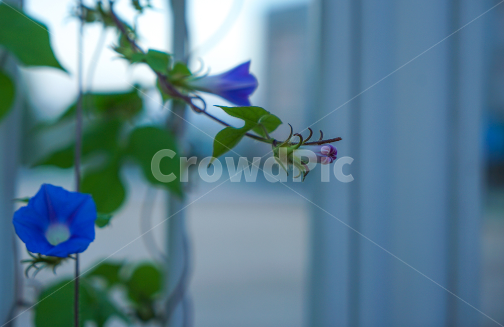 나팔꽃,꽃,들꽃,야생화,넝쿨,식물,자연,식물,자연,plants,nature,꽃,flower