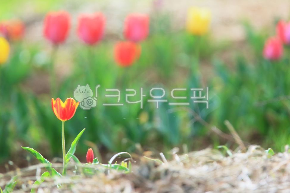 close up,blossom,Tulip,Color,tulip,out of focus,flower,spring flowers,spring,outdoor,petal,outdoors,plant,season,colorful