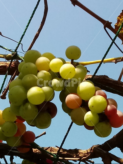 포도,과일,열매,식물,fruit,grapes,plant,과일,열매,fruit