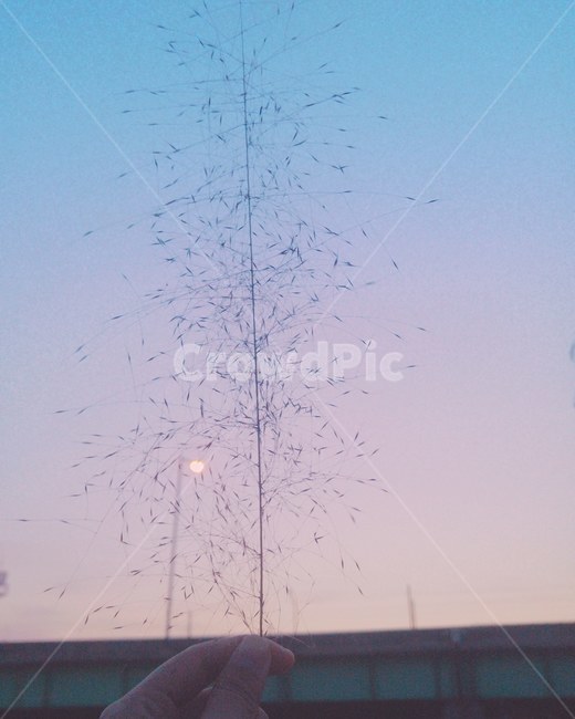 노을,무지개,보라색하늘,핑크뮬리,스냅,분위기,해질녘