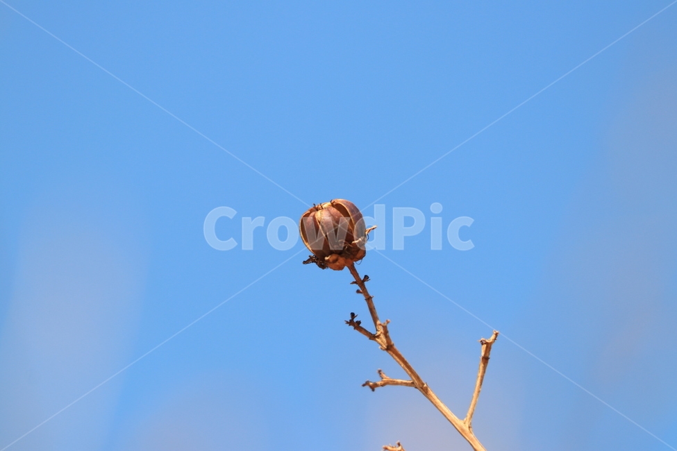 봄,꽃,진달래,spring,flower,봄,계절,spring,season,식물,자연,plants,nature,꽃,flower
