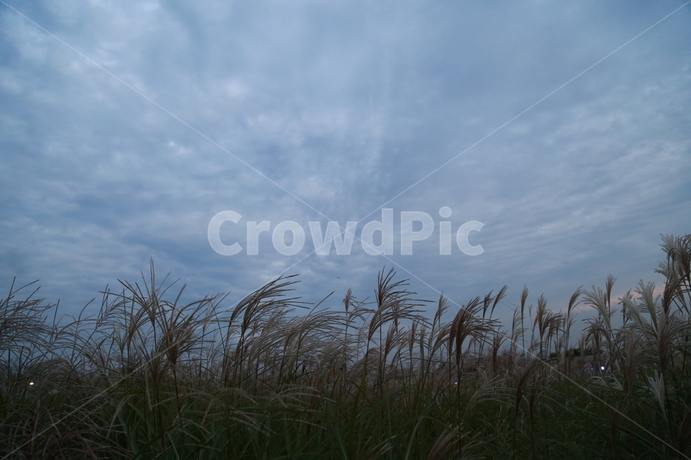 억새,억새축제,가을,가을하늘,바람,가을,계절,fall,autumn,season,식물,자연,plants,nature,grass,잔디,plant,lawn,reed,갈대