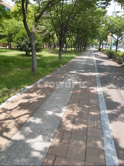 나무,산책로,그림자,싱그러움,풀