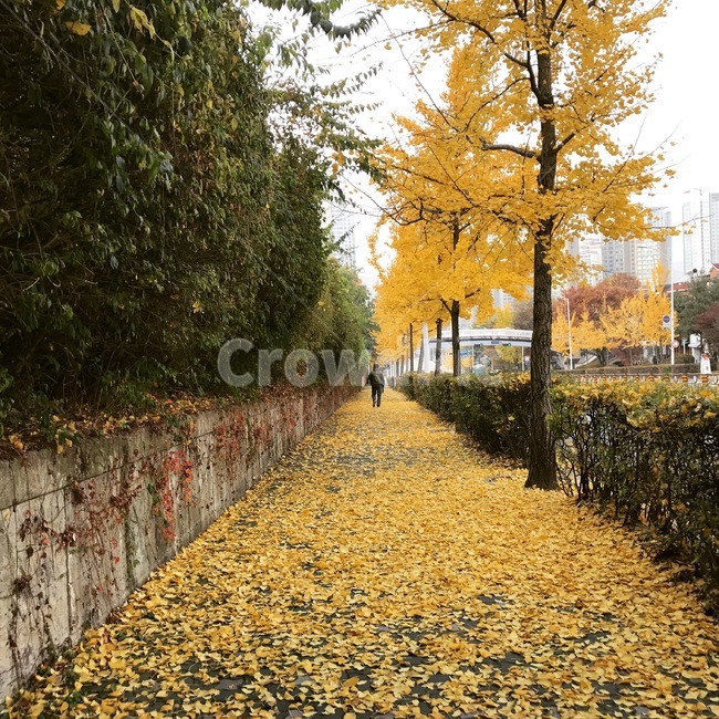 가을,길,은행나무,노랑,색감,비,가을비,보행자도로,나뭇잎,낙엽