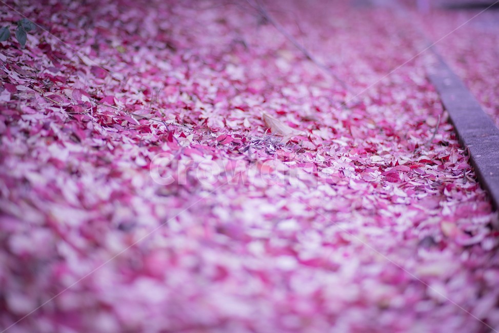 flower,blossom,꽃,plant,식물,petal,꽃잎,잎,가을,leaf