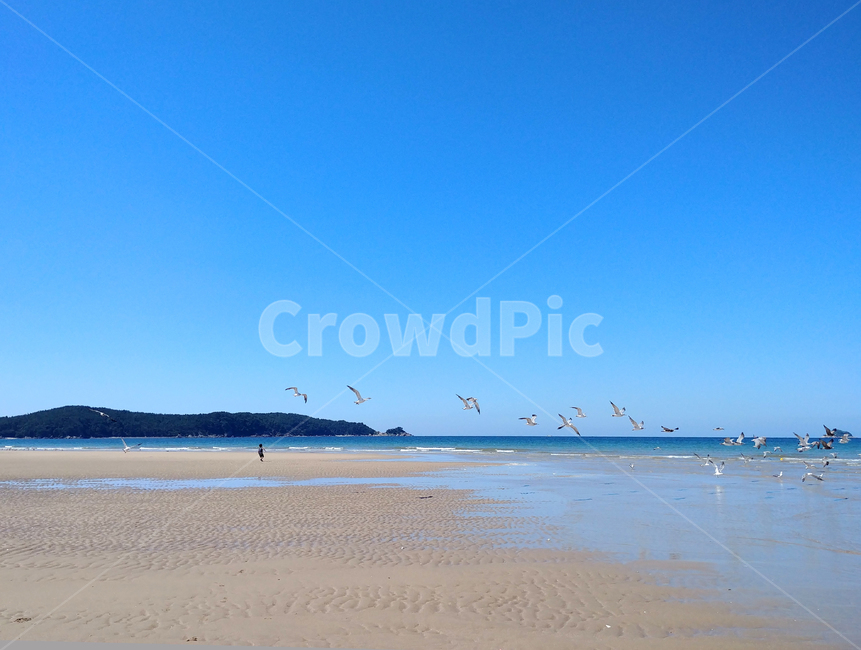 바다,sea,바닷가,자연,nature,beach,해안가,해안선,갈매기,배경,자연,풍경,nature,landscape,shoreline,water,물,outdoors,옥외,ocean,대양,coast,연안,bird,새,animal,동물