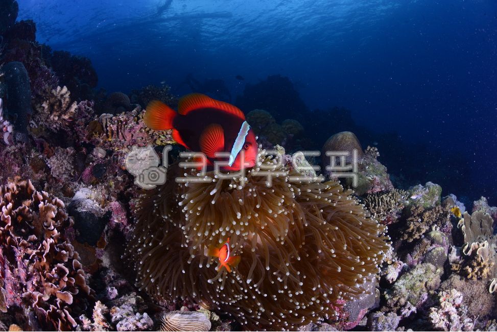 sealife,nature,nemo,clownfish,water,sea,nimo,ocean,coral,fish,Ocean,animal,sea creatures,sea anemone,Nemo,Tomato Anemone Fish