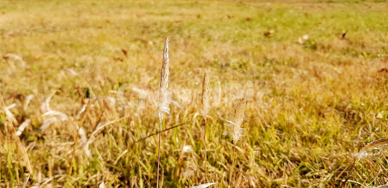 식물,갈대,잎,가을,자연,잔디,식물,자연,plants,nature