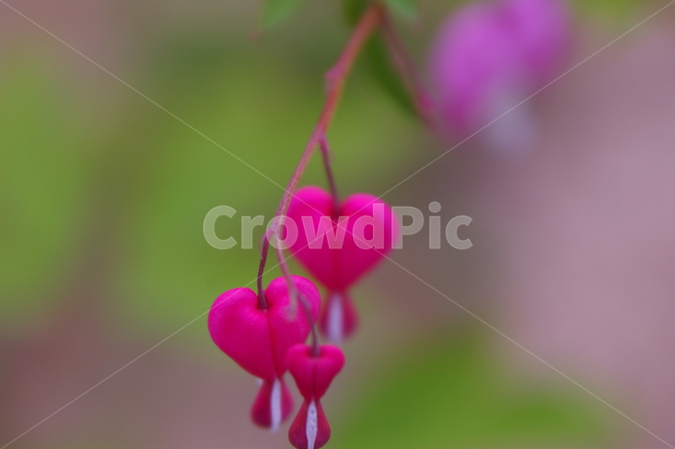 꽃,식물,plant,flower,blossom,클로즈업,봄꽃,식물,자연,plants,nature,꽃,flower