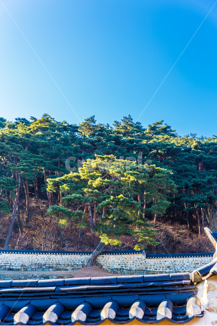 기와,고궁,소나무,돌담,한국의미,건축,자연,풍경,nature,landscape,한국자연풍경,한국자연경관,korea nature landscape,한국전통,한국문화,korean traditional,korean culture,건축물,건물외관,exterior,building,structure,architecture,construction,outdoors,옥외