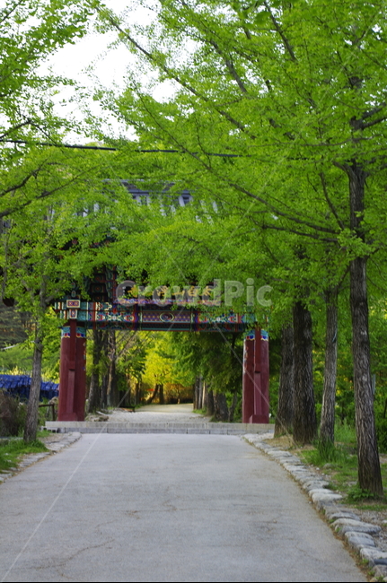 부석사,사찰,건축,전통건축,traditional,전통,가로수,신록,초록,나무,식물,plant,자연,nature,한국전통,한국문화,korean traditional,korean culture