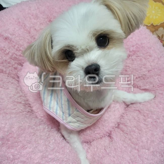 여자,강아지,개,예쁜강아지,애완견,반려견,믹스견,예쁜,귀여운,핑크,말티츄,시츄,말티즈,애완동물