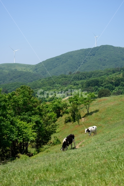 목장,동물,젖소,우유,farm,animals,milkcow,milk,동물,animal,포유류,mammal,산업,industry,industrial,목축업,목장,livestock farming,ranching,pasture