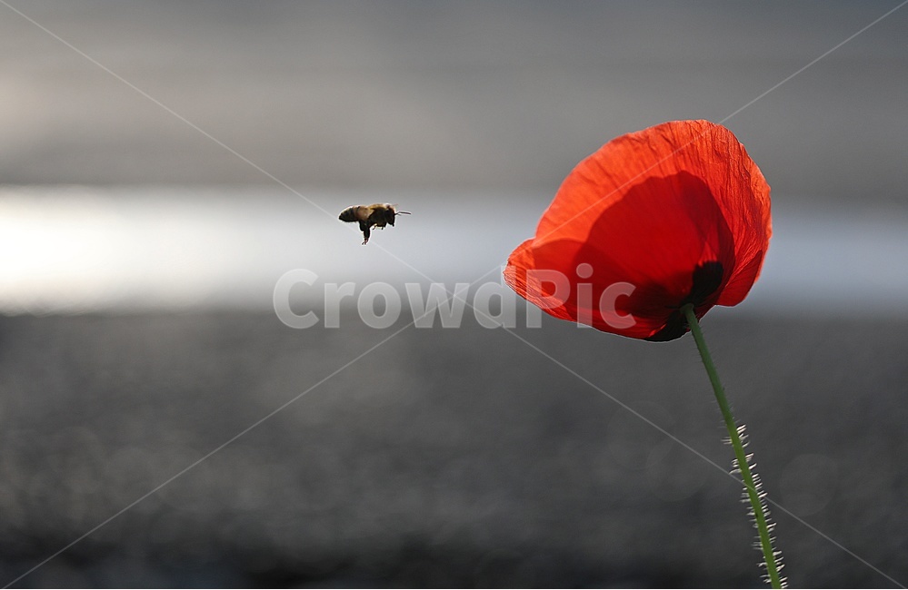 양귀비,양귀비꽃,식물,벌,여름꽃,식물,자연,plants,nature,꽃,flower,동물,animal,곤충,벌레,insect,bug