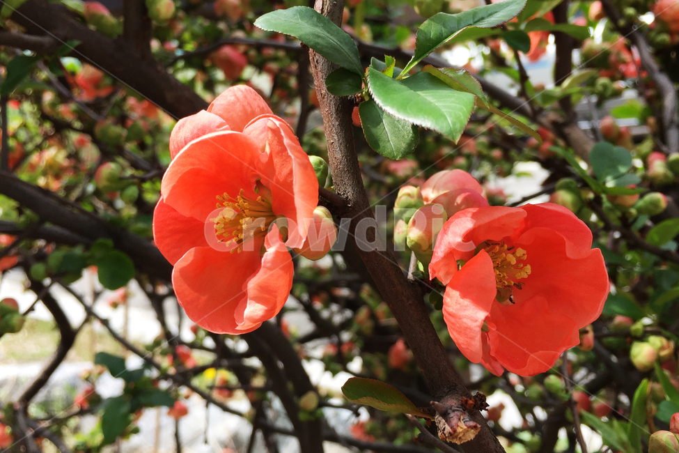 plant,식물,꽃,flower,blossom,동백꽃,빨강꽃,예쁜꽃,봄맞이,봄,식물,자연,plants,nature,꽃,flower