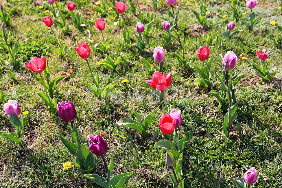 튤립,꽃,꽃잎,봄꽃,봄,공원,식물,자연