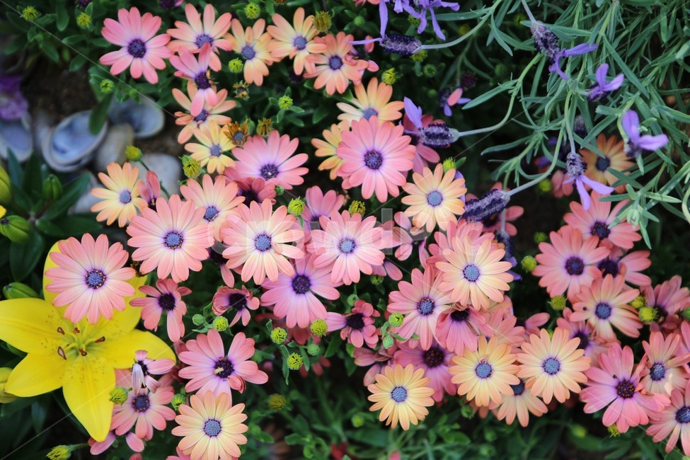 꽃,자연,식물,tree,접사,식물,자연,plants,nature,꽃,flower