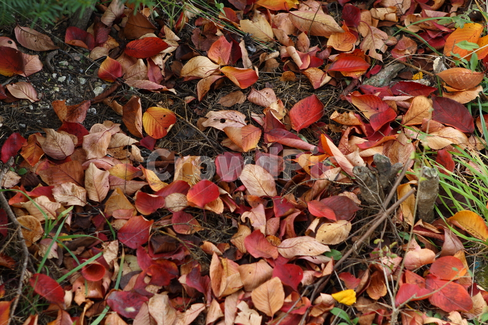 가을,낙엽,단풍,잎,식물,엽록소,nature,autumn,가을,계절,fall,autumn,season,leaf,plant,tree,나무,ground,바닥