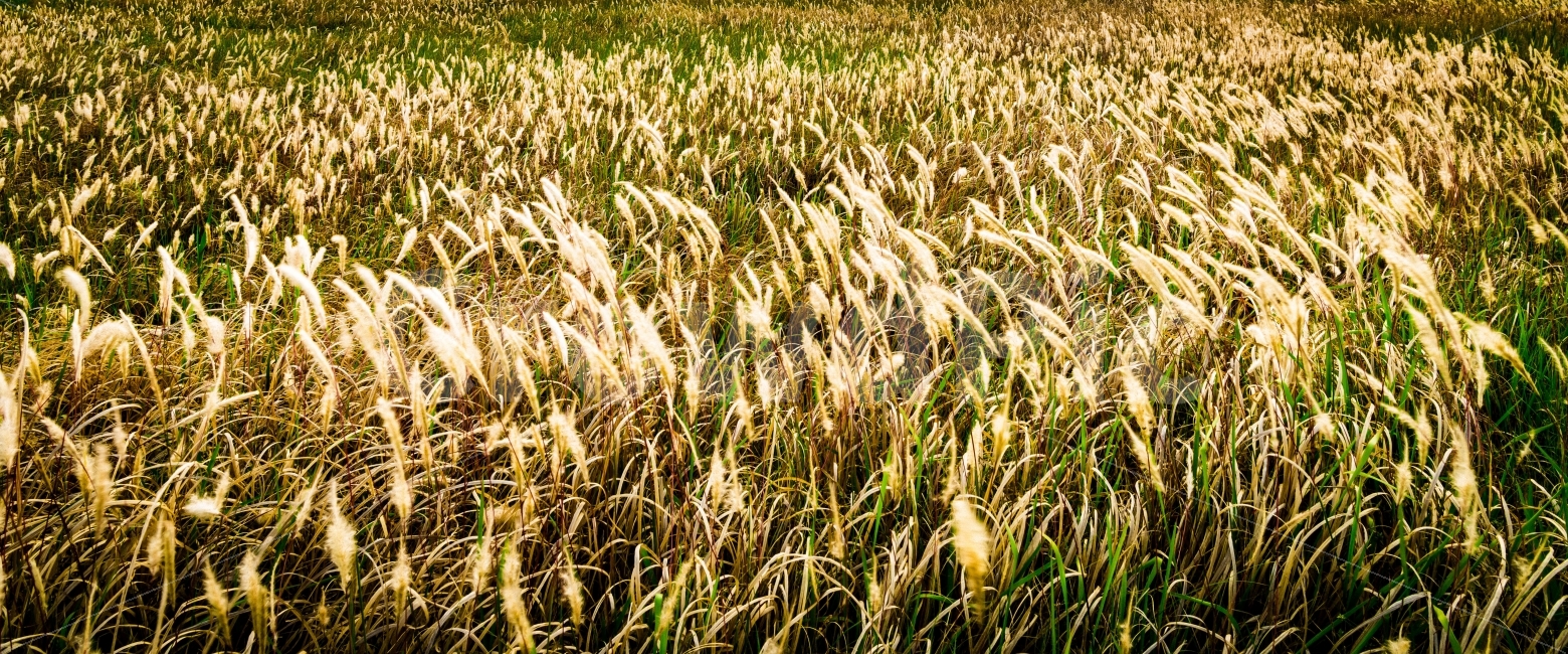 수섬,삘기꽃,화성,풍경,일출,자연,풍경,nature,landscape,가을,계절,fall,autumn,season,plant,식물,vegetation,초목,field,들