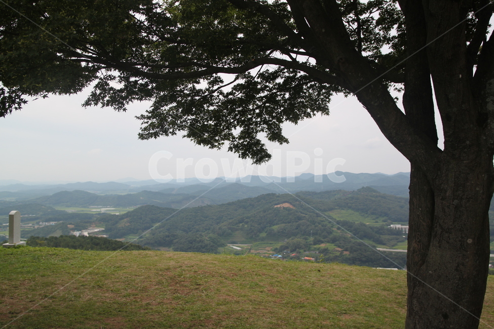 나무,역광,부여,성흥산성,자연,field