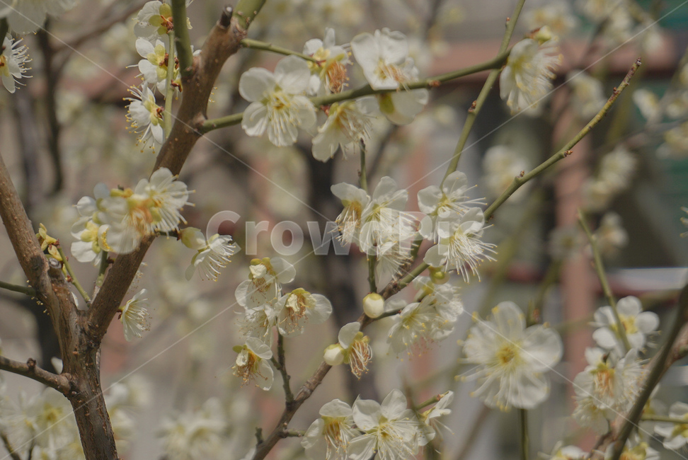 봄꽃,매화,꽃,식물,매실나무,봄,계절,flower,봄,계절,spring,season,식물,자연,plants,nature,꽃,flower,plant,blossom
