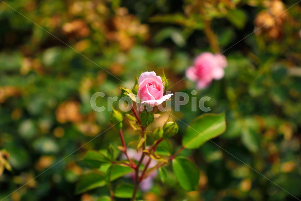 분홍,꽃,식물,하나,한송이,쓸쓸,식물,자연,plants,nature,꽃,flower