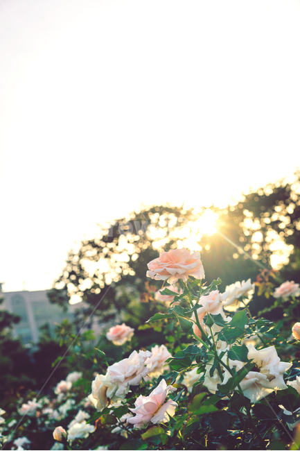 자연,풍경,꽃,식물,감성,식물,자연,plants,nature,꽃,flower,감성,sensible,feeling,휴식,힐링,rest,relaxation,healing