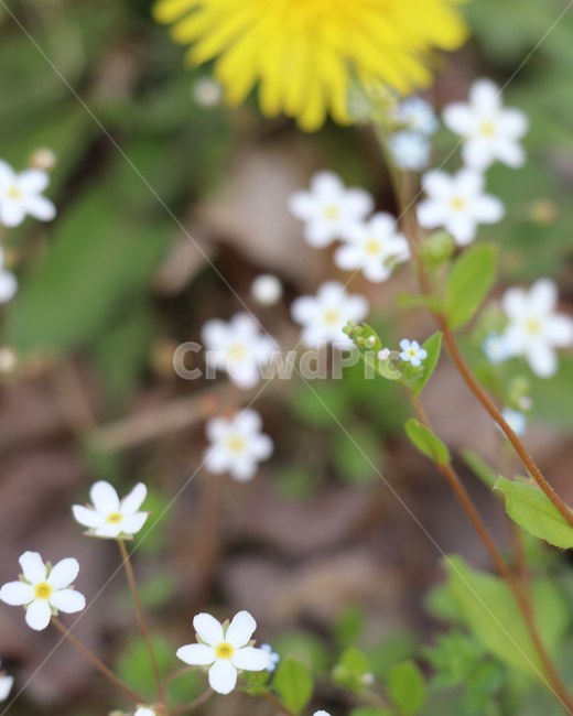 봄,봄꽃봉맞이,꽃마리,풀,민들레화단,길기,봄,계절,spring,season,식물,자연,plants,nature,꽃,flower,plant,blossom
