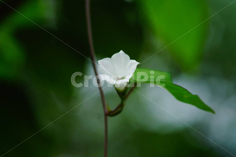 plant,식물,blossom,꽃,petal,꽃잎,flower,식물,자연,plants,nature