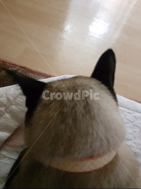 고양이,샴,반려동물,샴고양이,cat,개냥이,고양이뒷모습,반려묘,동물,animal,냐옹이,냥냥이,동물,animal,포유류,mammal,고양이,cat,kitten,kitty