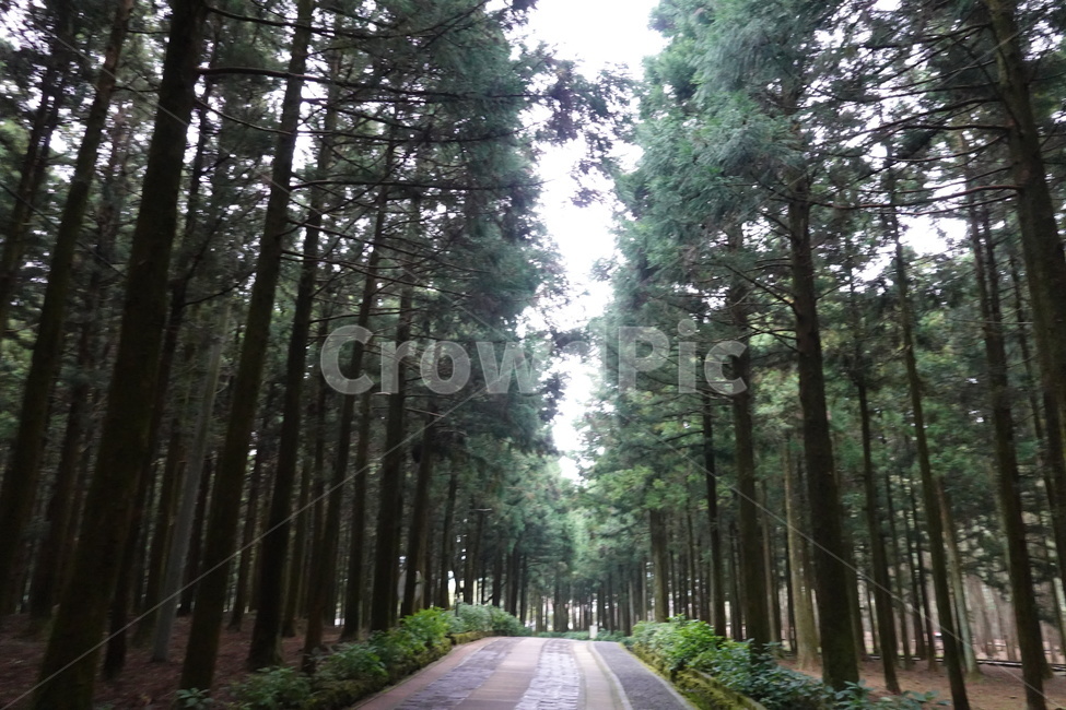 tree,plant,road,나무,식물,도로,수목원,숲,작은숲,캠핑