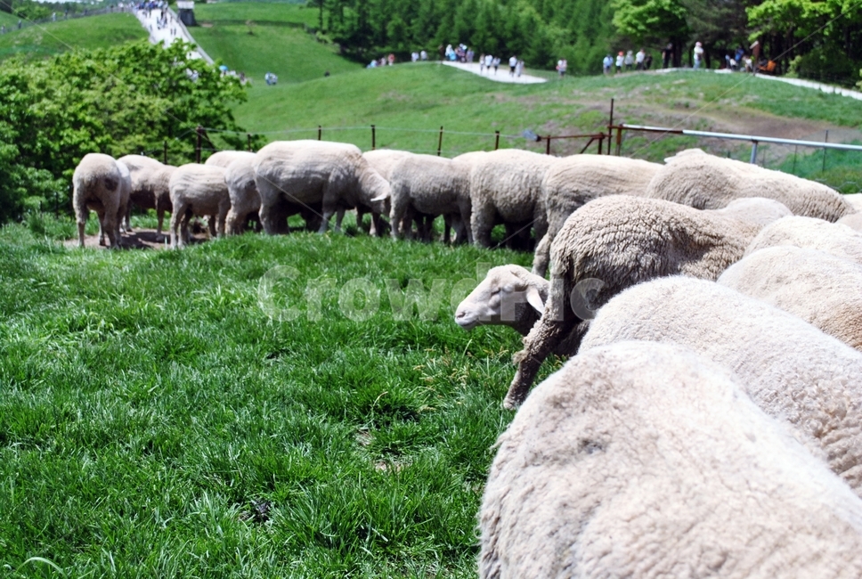 양,양떼,목장,잔디,아웃사이더,sheep,herd,ranch,grass,outsider,동물,animal,포유류,mammal,산업,industry,industrial,목축업,목장,livestock farming,ranching,pasture