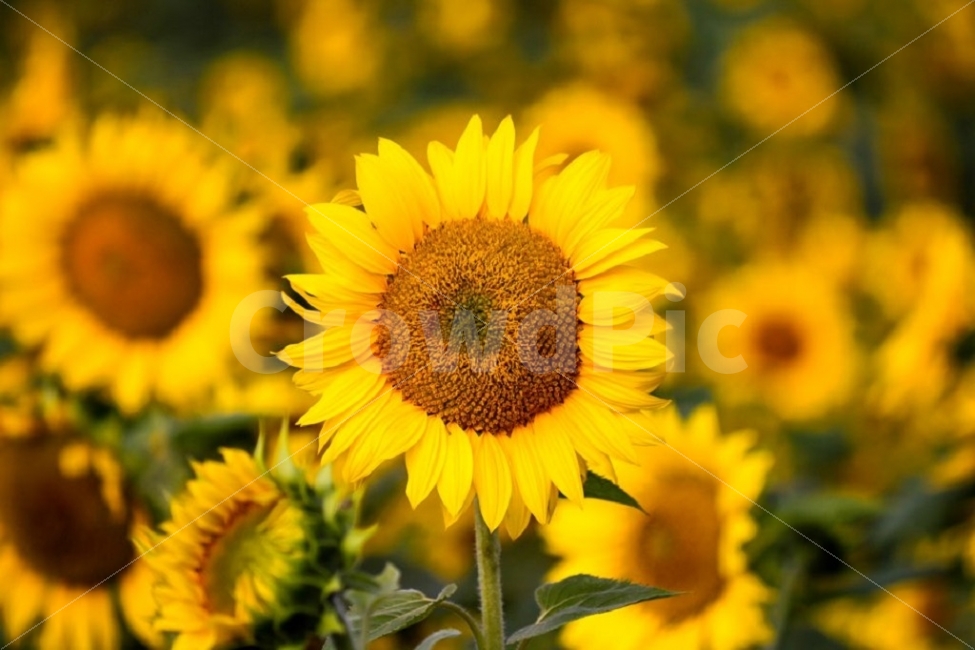 공주시,미호천,가을사진,해바라기,풍경사진,식물,자연,plants,nature,꽃,flower,감성,sensible,feeling