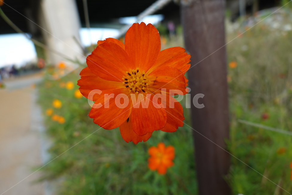 꽃,flower,가을꽃,alone,한송이,홀로,식물,자연,plants,nature,꽃,flower