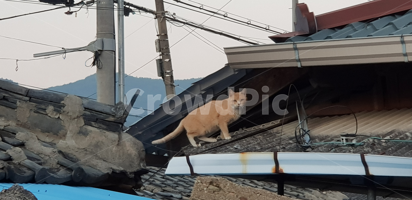 고양이,길고양이,도둑고양이,시골고양이,냥냥이,동물,animal,포유류,mammal,고양이,cat,kitten,kitty