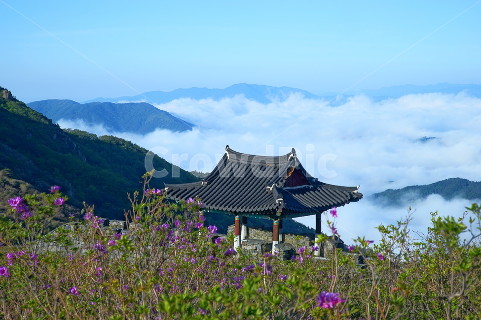 황매산,합천군,철쭉,풍경,산,자연,풍경,nature,landscape,한국자연풍경,한국자연경관,korea nature landscape,한국전통,한국문화,korean traditional,korean culture,plant,식물