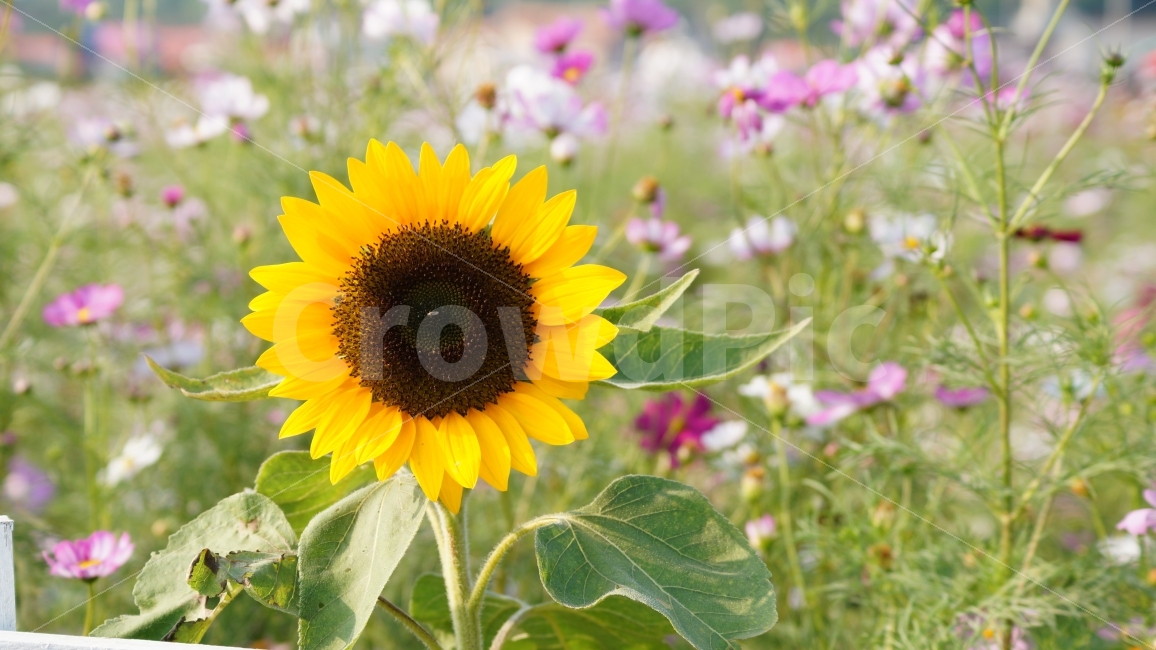 해바라기,꽃,꽃사진,가을,식물,여름,계절,summer,season,가을,fall,autumn,식물,자연,plants,nature,꽃,flower,plant,blossom