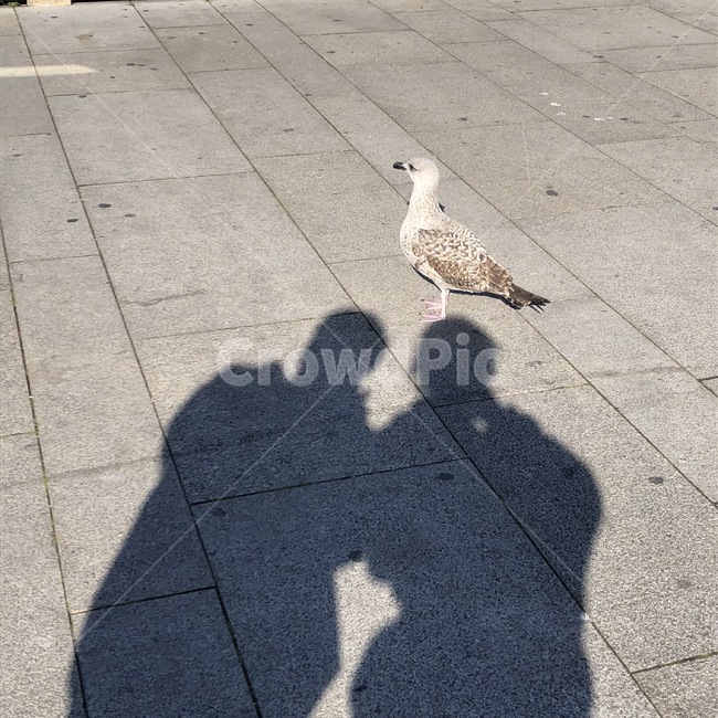 갈매기,친구,그림자,우정,사랑,조류,새,birds,인물실루엣,사람실루엣,character silhouette,human silhouette,animal,동물,bird,flagstone,판석