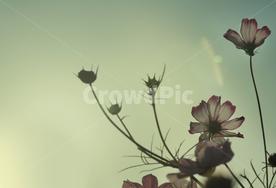 꽃,플라워,flower,코스모스,가을,계절,생물,plant,식물,식물,자연,plants,nature,꽃,flower