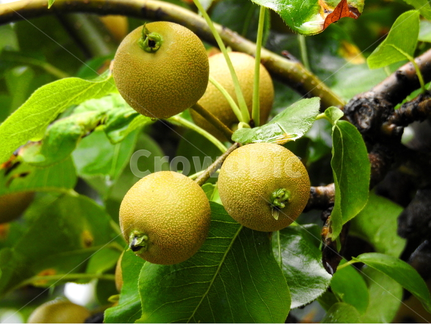 식물,과일,배,열매,fruit,과일,열매,fruit