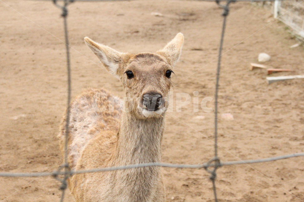 동물,사슴,animal,동물원,꽃사슴,철조망,동물,animal,포유류,mammal